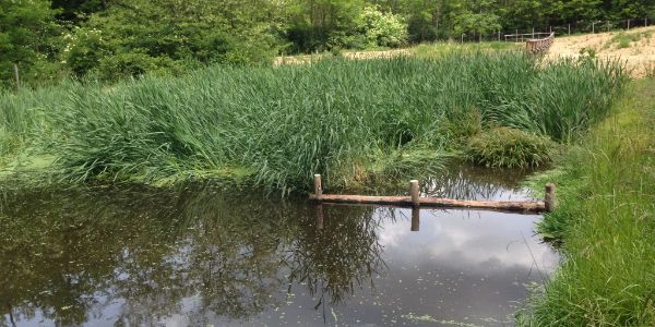 L'impianto con la vegetazione completata L'impianto con la vegetazione completata