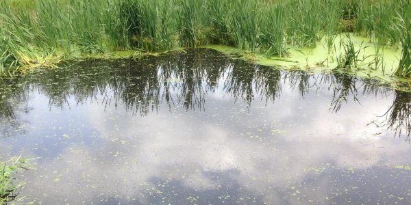 Il laghetto con la vegetazione acquatica (tifa, lenticchia d'acqua...)