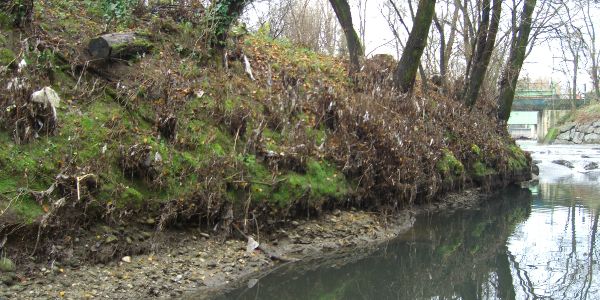 Sponda soggetta a erosione e alberi pericolanti a Cusano M.no Sponda soggetta a erosione e alberi pericolanti a Cusano M.no