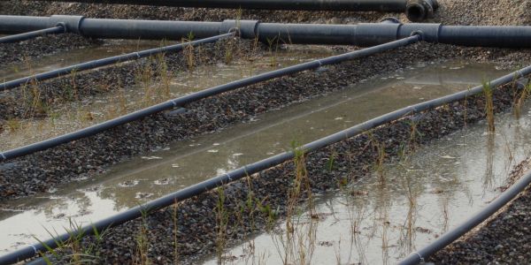 Messa a dimora delle piante acquatiche Messa a dimora delle piante acquatiche