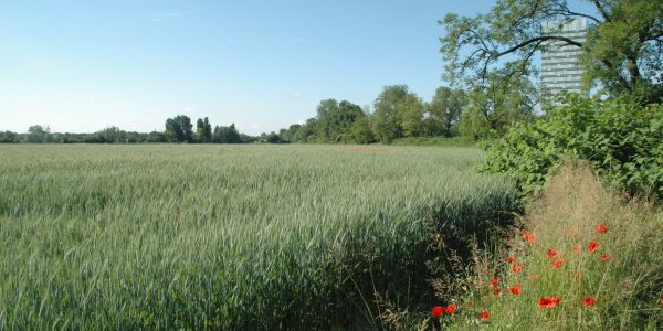 Area agricola Area agricola