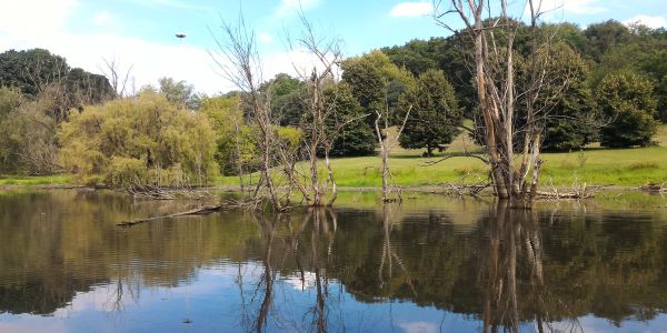Area umida di Parco Lambro in Via Feltre 2020 Area umida di Parco Lambro in Via Feltre 2020