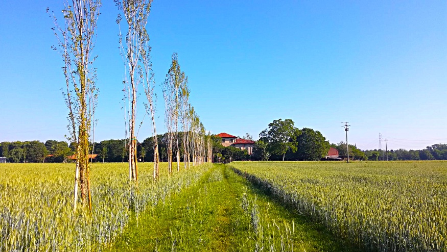 Riunione di Coordinamento per il Contratto di Fiume Seveso: Approvazione del Progetto Strategico di Sottobacino