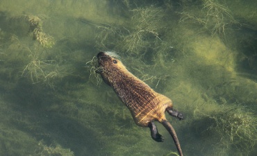 La nutria: un simpatico animaletto o una piaga per i nostri ecosistemi?