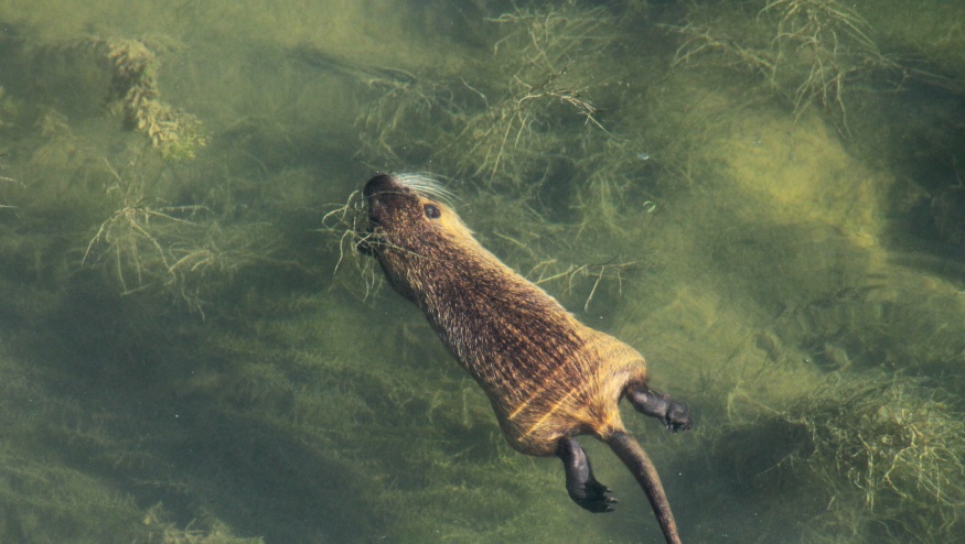 La nutria: un simpatico animaletto o una piaga per i nostri ecosistemi?