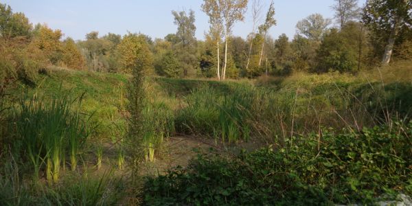 Messa a dimora delle piante acquatiche nella vasca di lagunaggio Messa a dimora delle piante acquatiche nella vasca di lagunaggio