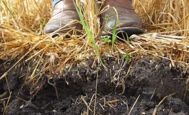 Life Climax Po: Giornata dimostrativa sulle colture di copertura - 13 Marzo - Sale (AL)