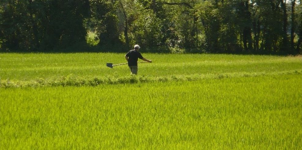 uomo che lavora un campo verde